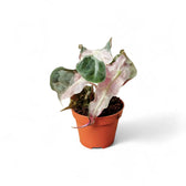 Alocasia 'Polly' Albo/ Pink Variegata – Zimmerpflanze im Kulturtopf auf weißem Hintergrund, Produktfoto 5.