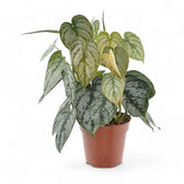 Philodendron brandtianum potted houseplant in nursery pot on white background, product photo 5.
