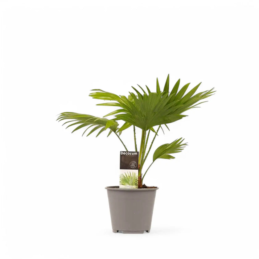 Saribus rotundifolius potted houseplant in nursery pot on white background, product photo 2.