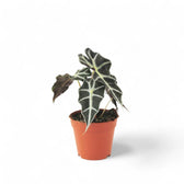 Alocasia 'Polly' – Zimmerpflanze im Kulturtopf auf weißem Hintergrund, Produktfoto 3.