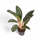 Aglaonema 'Orange Flame' potted houseplant in nursery pot on white background, product photo 3.