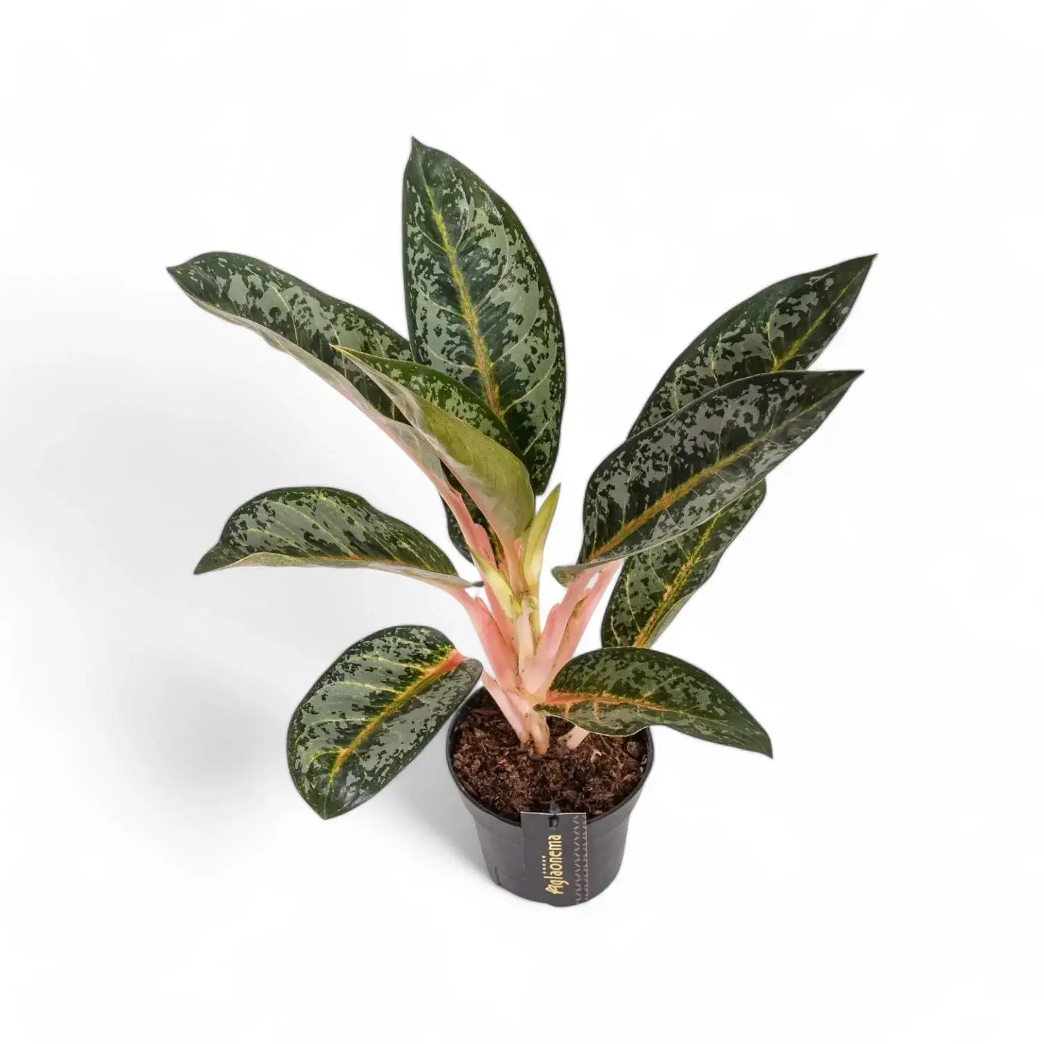 Aglaonema 'Orange Flame' potted houseplant in nursery pot on white background, product photo 3.