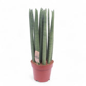Dracaena angolensis (Sansevieria cylindrica) 'Straight' potted houseplant in nursery pot on white background, product photo 5.