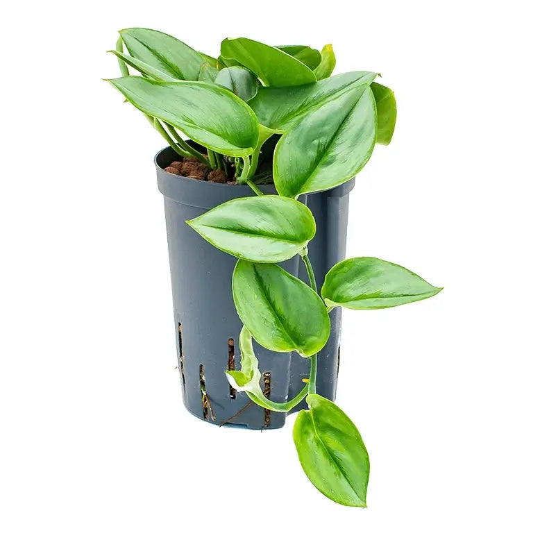 Scindapsus treubii 'Moonlight' potted houseplant in nursery pot on white background, product photo 3.