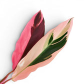 Stromanthe thalia 'Triostar' potted houseplant in nursery pot on white background, product photo 2.