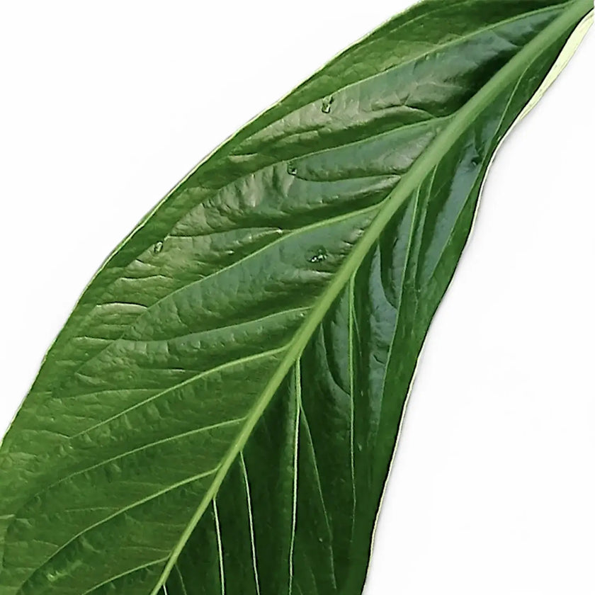Anthurium 'Big Bill' (A. pendulifolium x cubense) leaf close-up on white background.