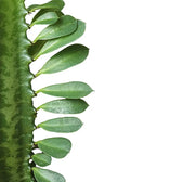Euphorbia trigona leaf close-up on white background.