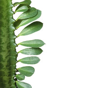 Euphorbia trigona leaf close-up on white background.