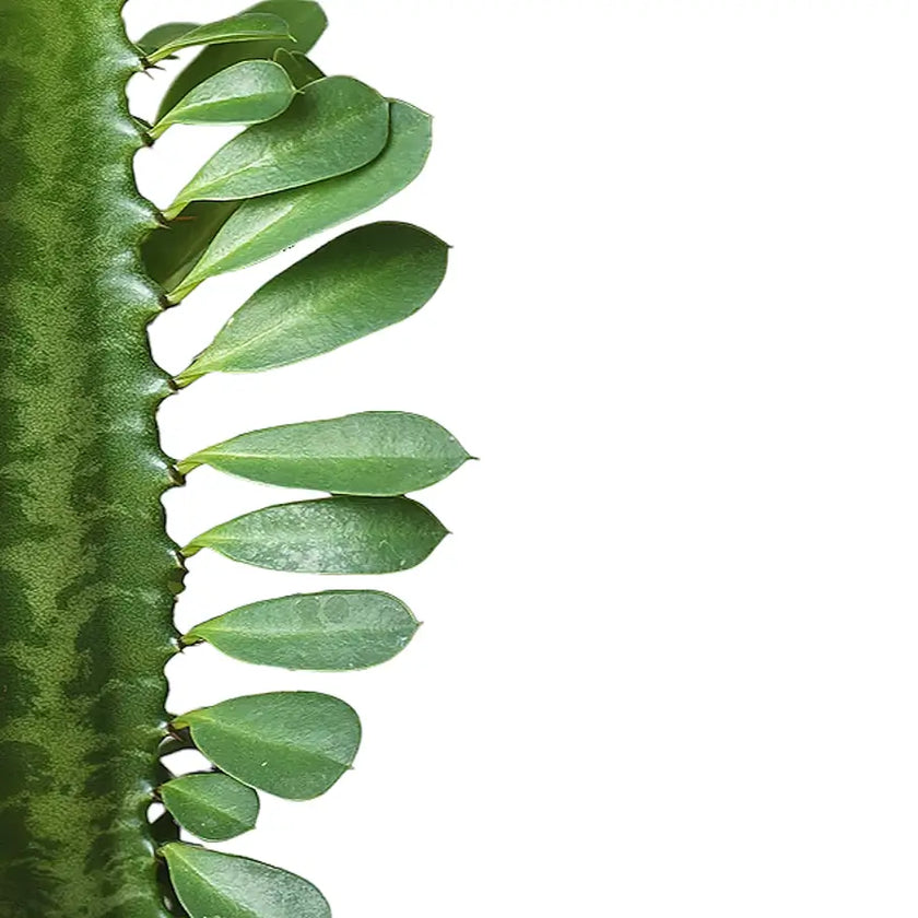 Euphorbia trigona leaf close-up on white background.