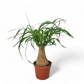 Beaucarnea recurvata – Zimmerpflanze im Kulturtopf auf weißem Hintergrund, Produktfoto 6.