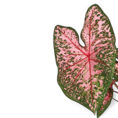 Caladium 'Pink Beauty'