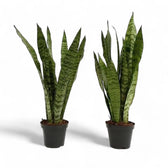 Dracaena (Sansevieria) zeylanica – Topfpflanze im Kulturtopf vor weißem Hintergrund, Produktfoto 12.