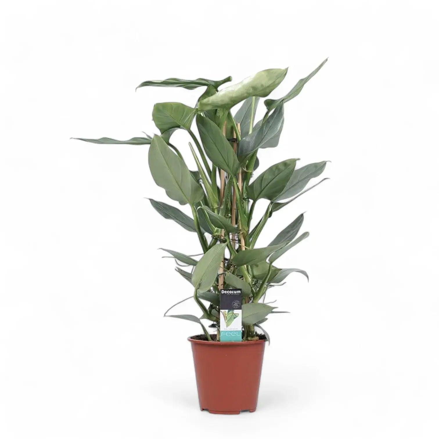 Philodendron hastatum 'Silver queen' ('Silver Sword') potted houseplant in nursery pot on white background, product photo 8.