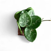 Hoya ‘Mathilde Splash’ potted houseplant in nursery pot on white background, product photo 3.