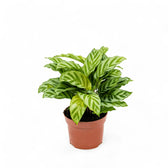 Goeppertia (Calathea) concinna 'Freddie' – Topfpflanze im Kulturtopf vor weißem Hintergrund, Produktfoto 4.