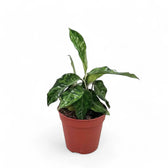 Aglaonema pictum tricolor – Zimmerpflanze im Kulturtopf auf weißem Hintergrund, Produktfoto 4.