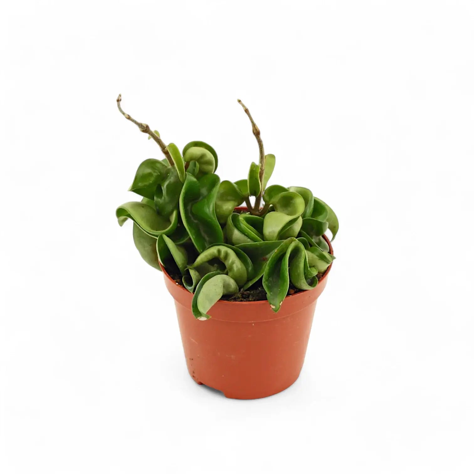 Hoya carnosa 'Compacta' – Zimmerpflanze im Kulturtopf auf weißem Hintergrund, Produktfoto 4.