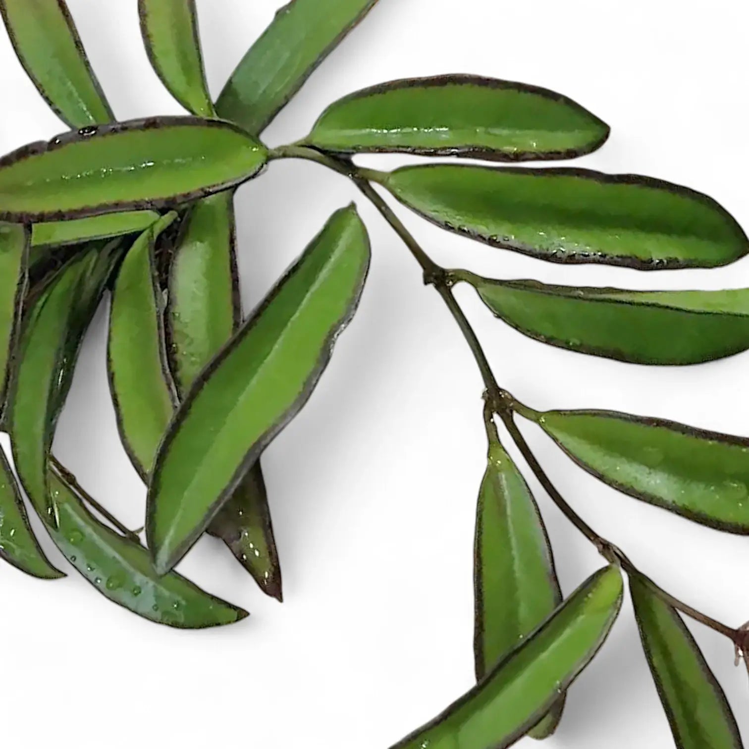 Hoya wayetii leaf close-up on white background.