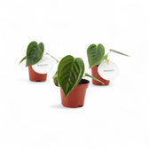 Anthurium veitchii potted houseplant in nursery pot on white background, product photo 5.