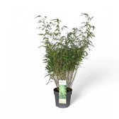 Fargesia 'Rufa' potted houseplant in nursery pot on white background, product photo 8.