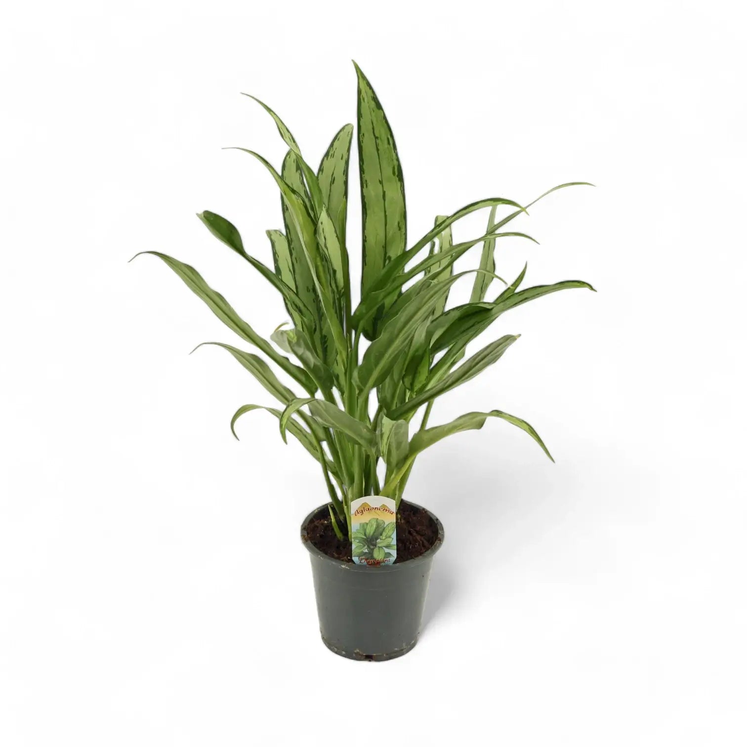 Aglaonema 'Cutlass' – Topfpflanze im Kulturtopf vor weißem Hintergrund, Produktfoto 3.