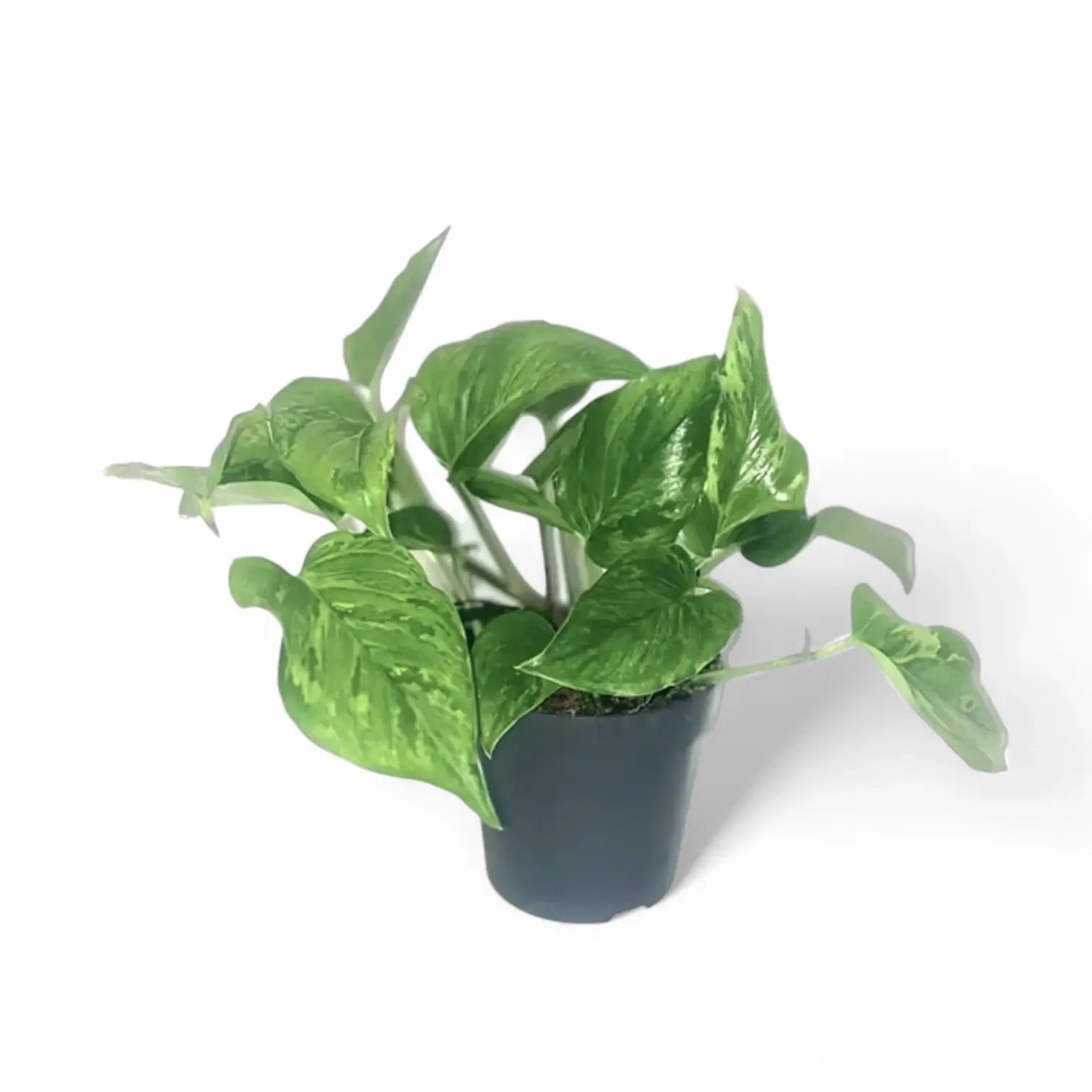 Epipremnum aureum 'Jungle Star' ('Marble green') potted houseplant in nursery pot on white background, product photo 2.