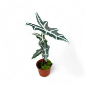 Alocasia sanderiana 'Nobilis' potted houseplant in nursery pot on white background, product photo 4.
