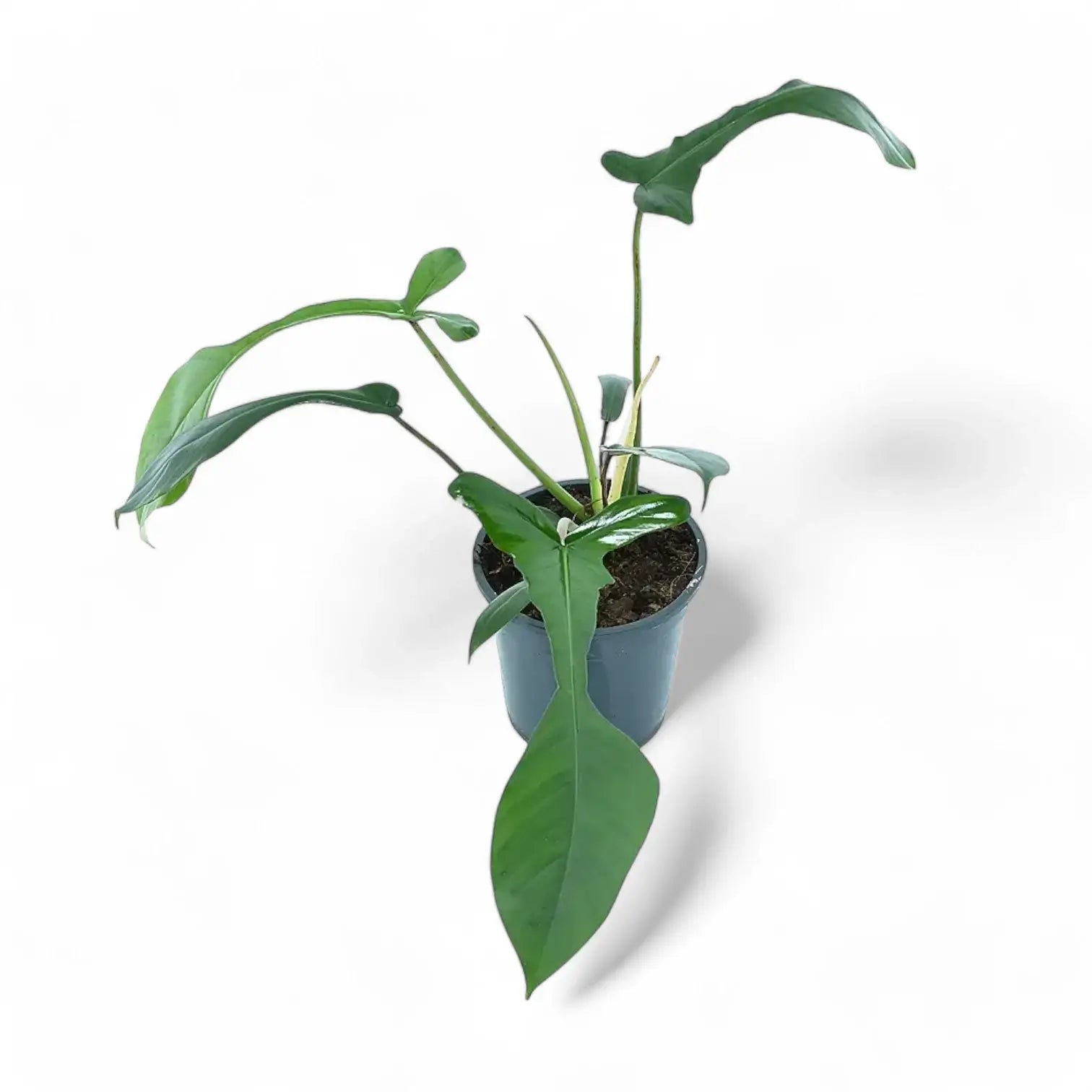Philodendron x joepii potted houseplant in nursery pot on white background, product photo 7.