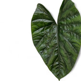 Alocasia 'Lukiwan' (sinuata x alba) potted houseplant in nursery pot on white background, product photo 11.