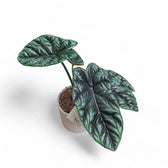Alocasia sinuata potted houseplant in nursery pot on white background, product photo 9.