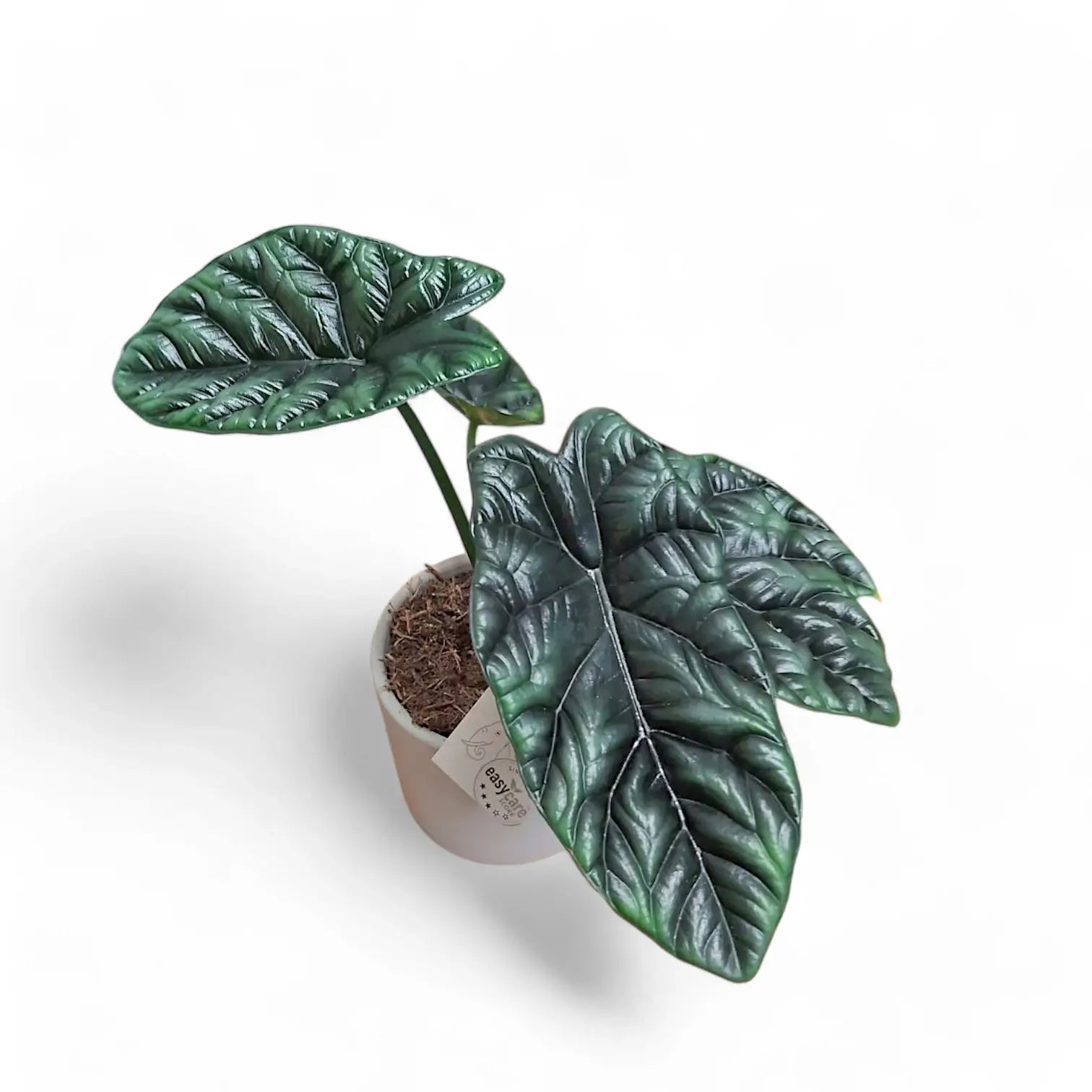 Alocasia sinuata potted houseplant in nursery pot on white background, product photo 9.
