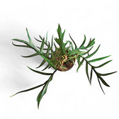 Philodendron tortum – Topfpflanze im Kulturtopf vor weißem Hintergrund, Produktfoto 8.