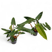 Philodendron billietiae – Topfpflanze im Kulturtopf vor weißem Hintergrund, Produktfoto 8.