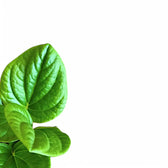 Peperomia 'Rana Verde' leaf close-up on white background.