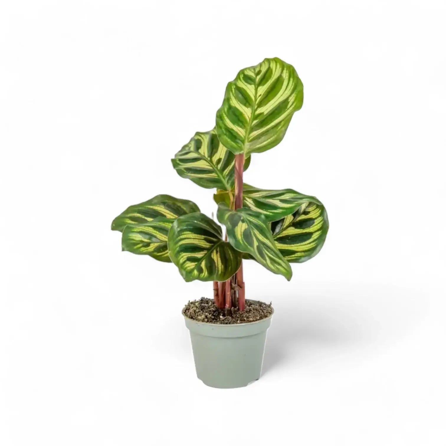 Goeppertia (Calathea) makoyana – Topfpflanze im Kulturtopf vor weißem Hintergrund, Produktfoto 5.