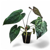 Anthurium papillilaminum – Topfpflanze im Kulturtopf vor weißem Hintergrund, Produktfoto 4.