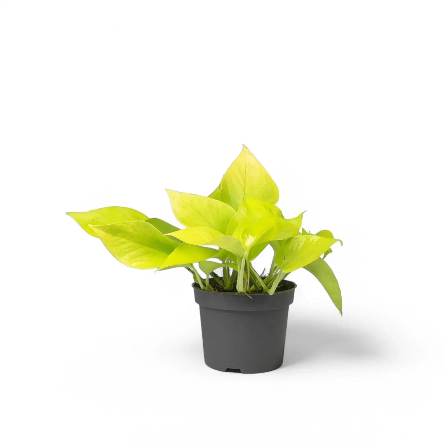 Epipremnum aureum 'Neon' ('Neon Pothos', 'Golden Pothos') – Topfpflanze im Kulturtopf vor weißem Hintergrund, Produktfoto 2.