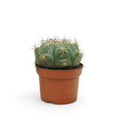 Gymnocalycium saglionis – Zimmerpflanze im Kulturtopf auf weißem Hintergrund, Produktfoto 3.