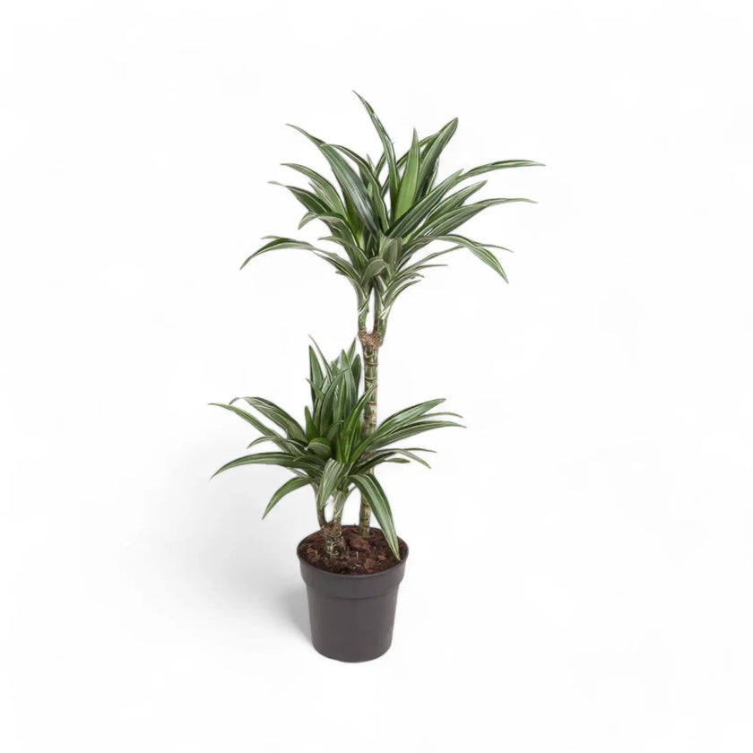 Dracaena fragrans 'Ulises' potted houseplant in nursery pot on white background, product photo 2.