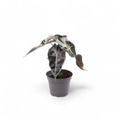 Alocasia 'Bambino Arrow' potted houseplant in nursery pot on white background, product photo 2.