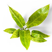 Philodendron 'Calkin's Gold' ('Goldiana', 'Golden spear') potted houseplant in nursery pot on white background, product photo 4.