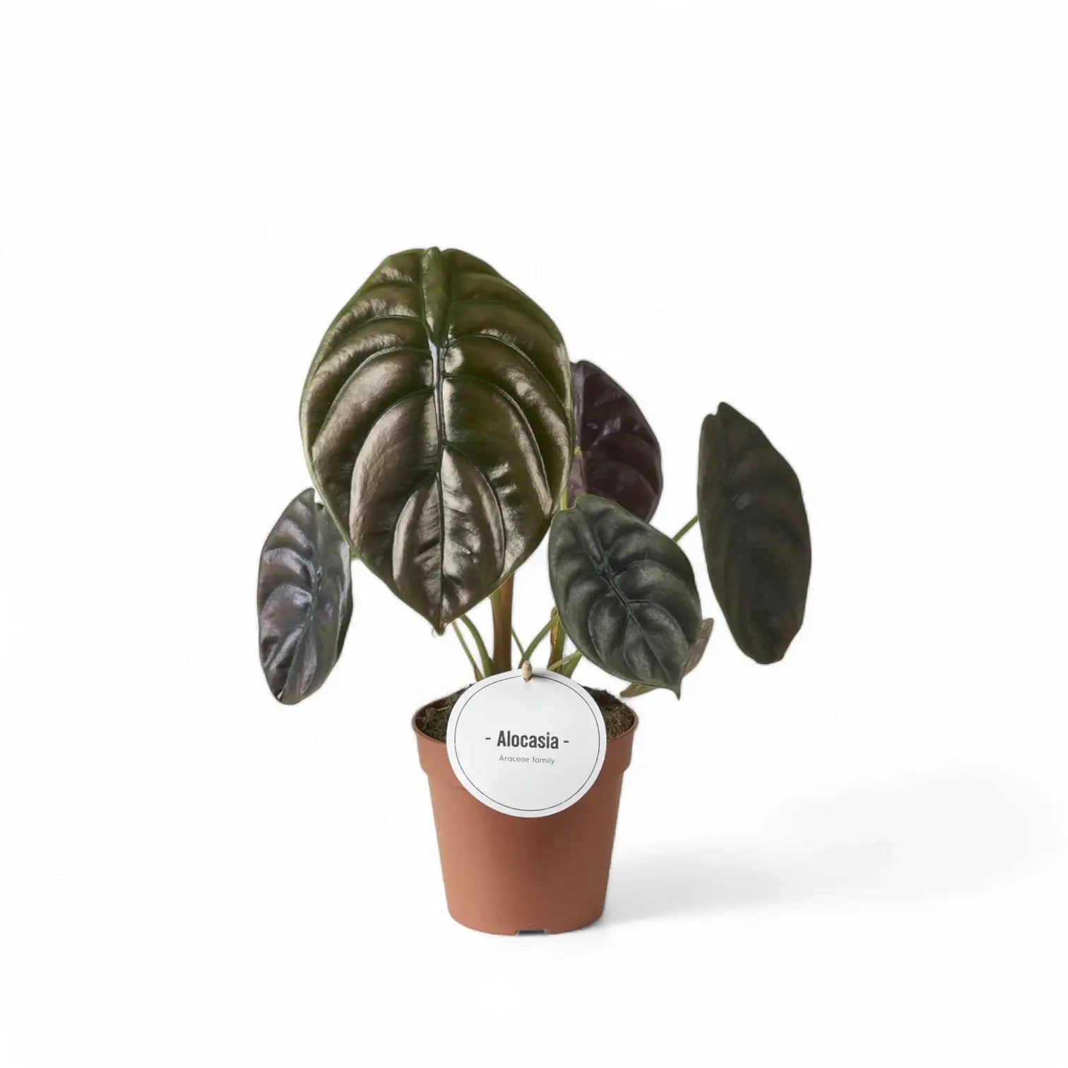 Alocasia cuprea 'Red secret' – Topfpflanze im Kulturtopf vor weißem Hintergrund, Produktfoto 13.