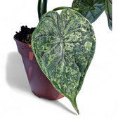 Alocasia baginda 'Dragon scale' Mint Variegata – Zimmerpflanze im Kulturtopf auf weißem Hintergrund, Produktfoto 5.