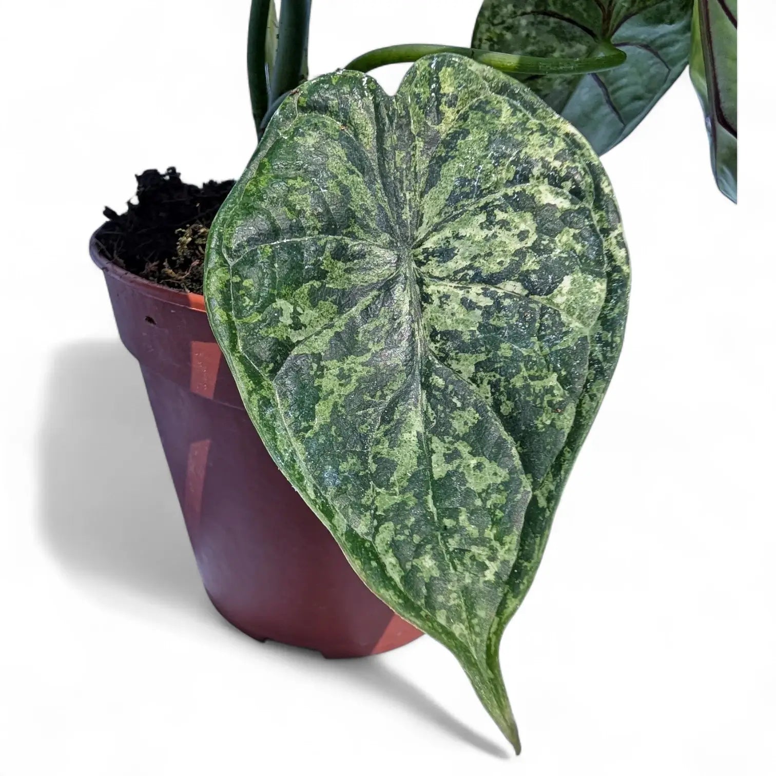 Alocasia baginda 'Dragon scale' Mint Variegata – Zimmerpflanze im Kulturtopf auf weißem Hintergrund, Produktfoto 5.