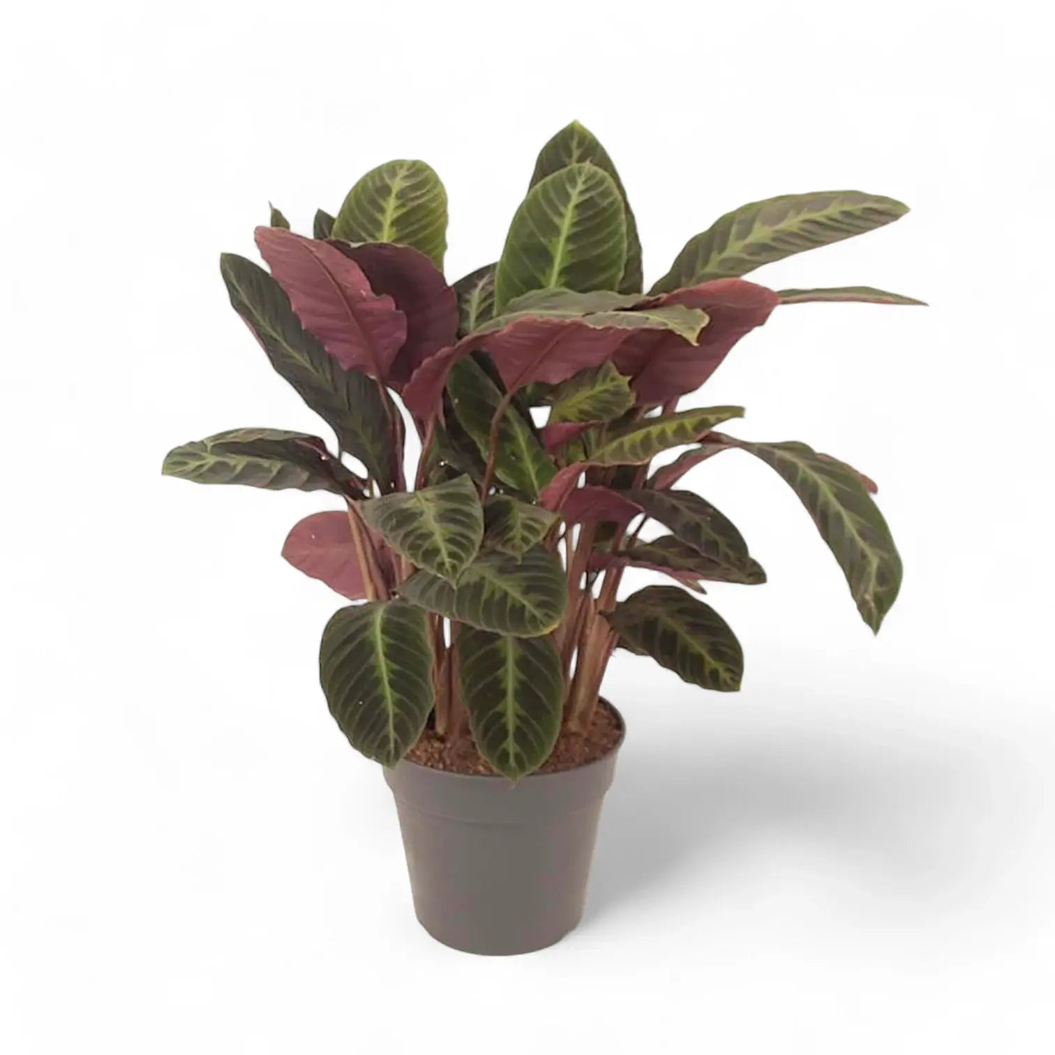 Goeppertia (Calathea) warszewiczii – Zimmerpflanze im Kulturtopf auf weißem Hintergrund, Produktfoto 8.