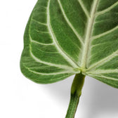 Nahaufnahme eines Blatts von Anthurium villenaorum vor weißem Hintergrund.