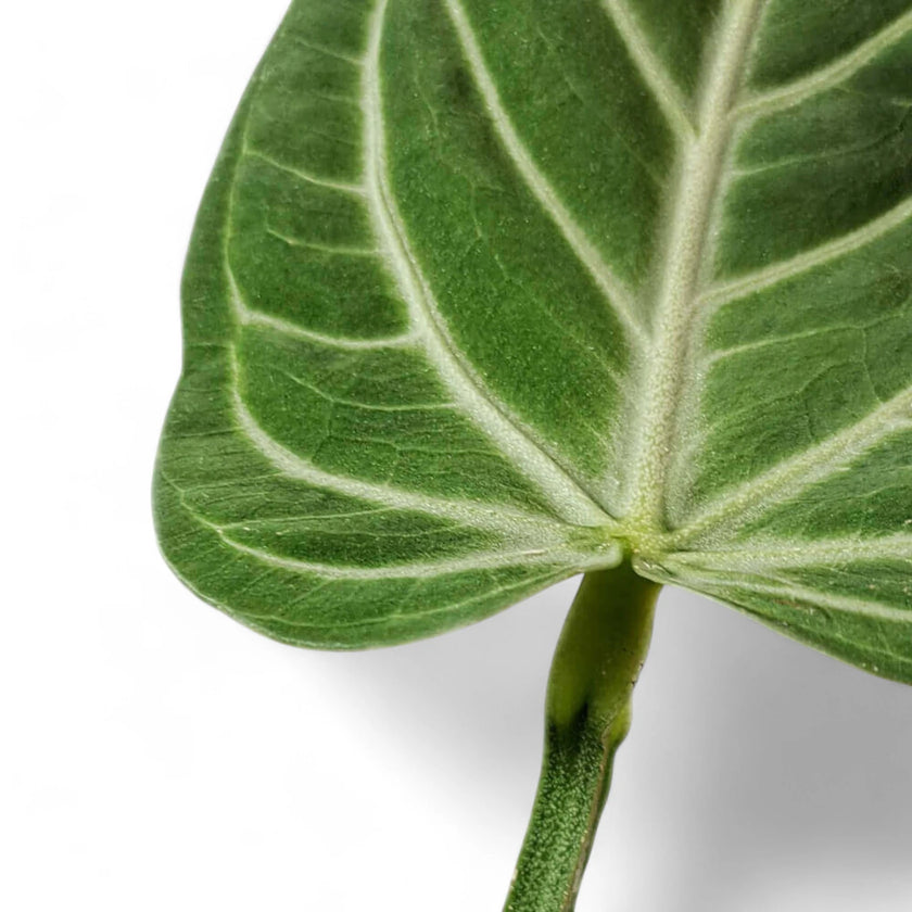 Anthurium villenaorum leaf close-up on white background.