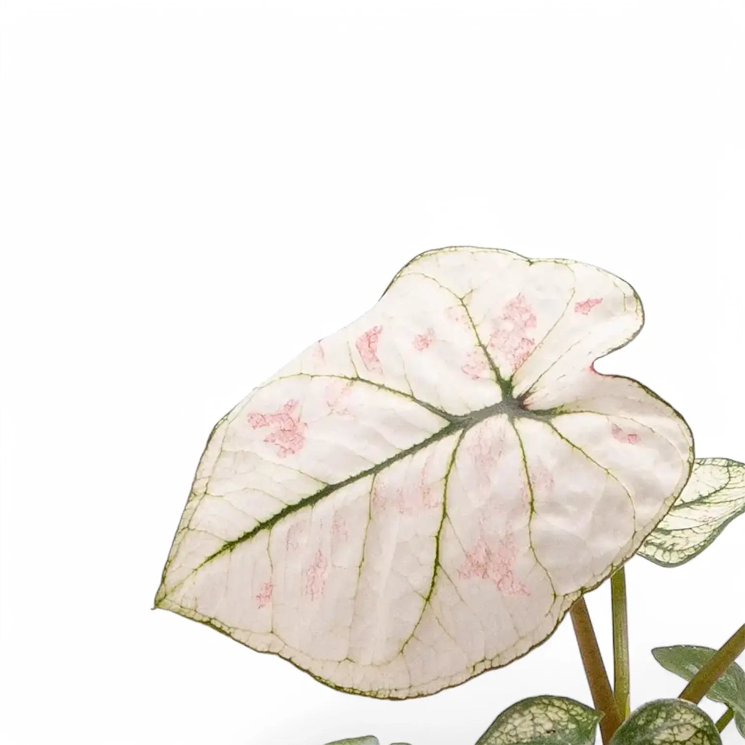 Caladium 'Kelly' leaf close-up on white background.
