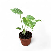 Monstera 'Thai Constellation' – Zimmerpflanze im Kulturtopf auf weißem Hintergrund, Produktfoto 6.