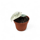 Anthurium luxurians potted houseplant in nursery pot on white background, product photo 10.